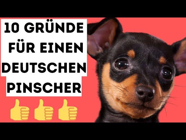 10 Gründe für einen deutschen Pinscher 
