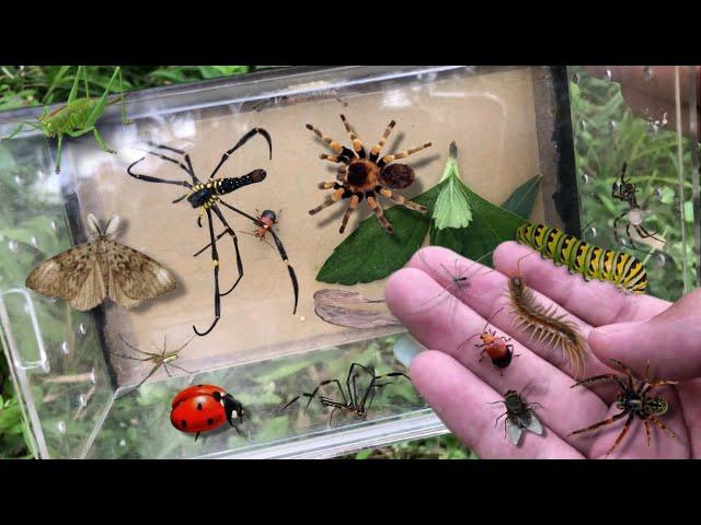 hunting insect in the wild‼️catch golden orb spider, a bunch of caterpillar, centipede, ladybug