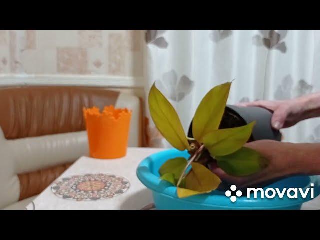 Комнатные цветы. Новинка, Филодендрон Принц Оранж. Пересадка. Делю кустик.