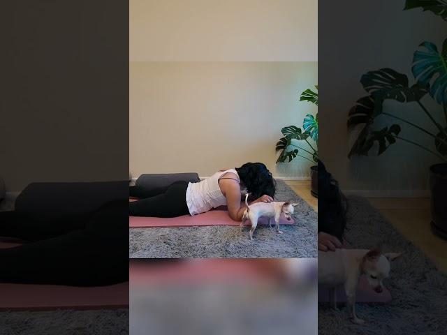 POV: When you are trying to do yoga and have a dog 
