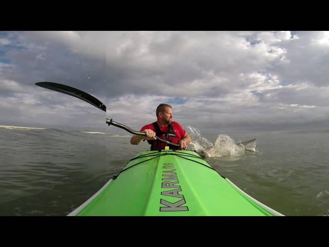 Kayak Surfing Shark Encounter