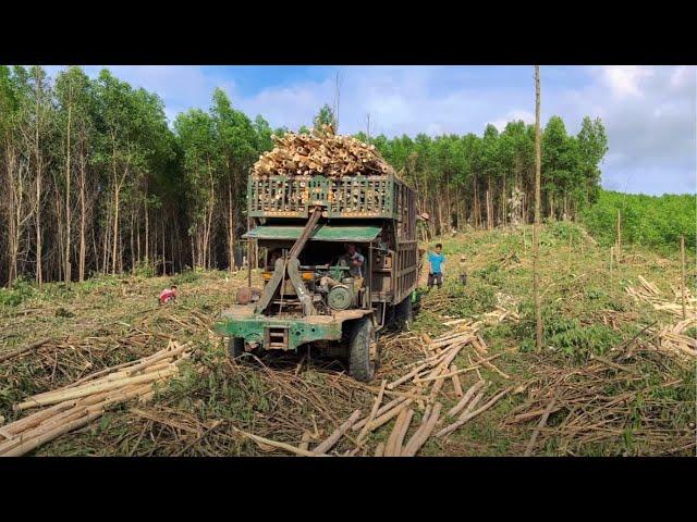 The task of transporting wood with a super-strong, super-loaded vehicle - Wood truck