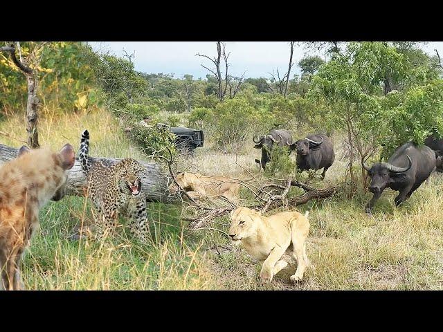 LIONS   v BUFFALO  and LEOPARD   v HYENA 