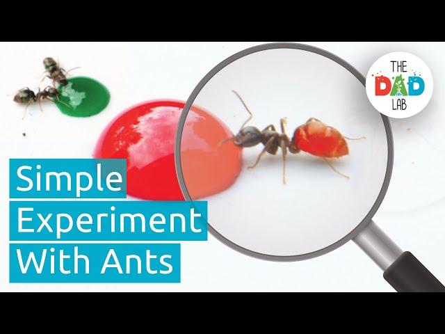 Changing Ants Colours | Fun Outdoor Science Experiment