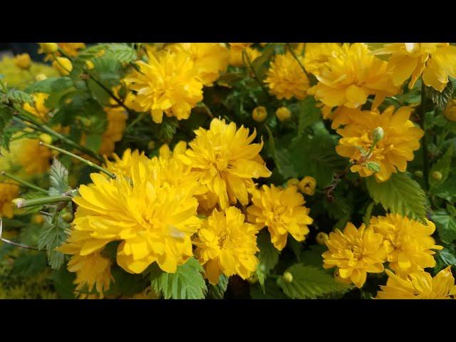 Kerria japonica 'Pleniflora' (Japanese Rose) // Totally Dependable, Easy To Grow Shrub