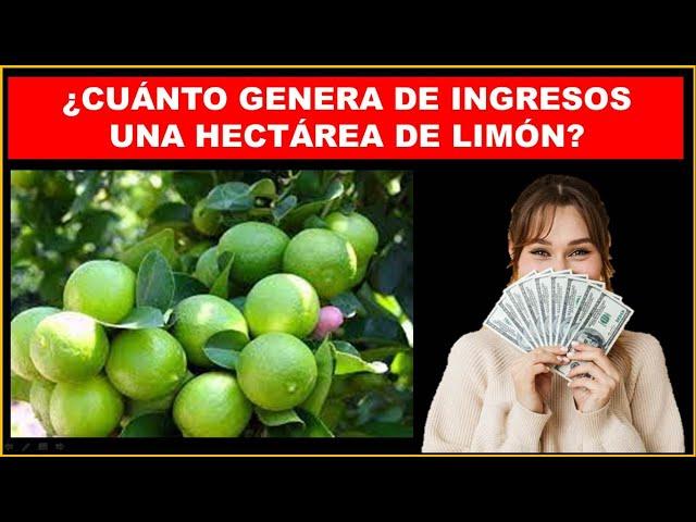 Cuánto es el ingreso por hectárea del limón persa?