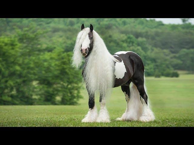 Austin - Gypsy Vanner Horse Stallion