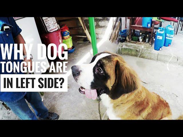 Sit Traning for Dogs | St Bernard