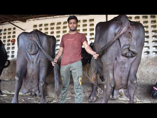 जानदार जाफराबादी भैंसो का जोड़ा I Heavy Jafarabadi Buffalo Pair from Kathiyawad Gujarat