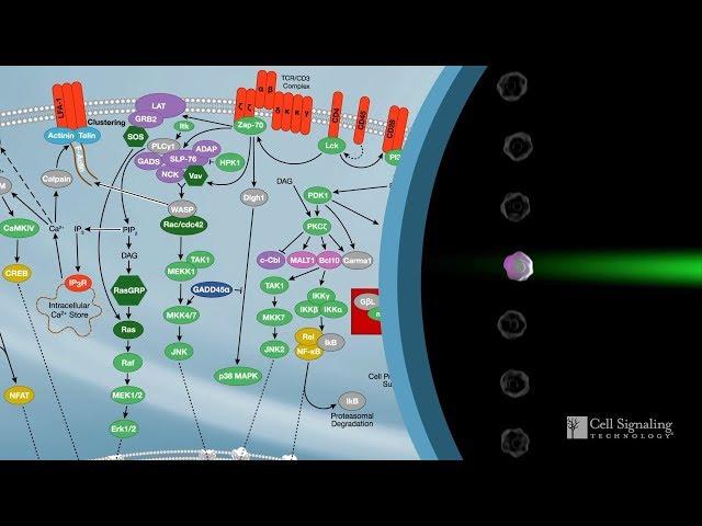 How to Characterize Immune Responses With Flow Cytometry