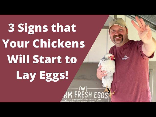 WHEN DO CHICKENS START TO LAY EGGS? | 3 Ways to Tell & How to Care for Them