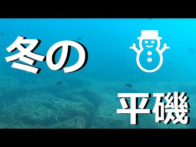 グレやメバルにチヌ？真冬２月 平磯海釣り公園の水中映像