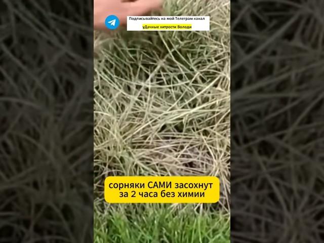 Сорняки засыхают за 2 часа без прополки и химии #дача #сад #огород