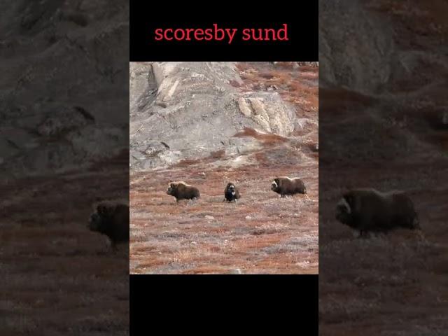 scoresby sund#animals #short #youtubeshorts #wildcircle10x