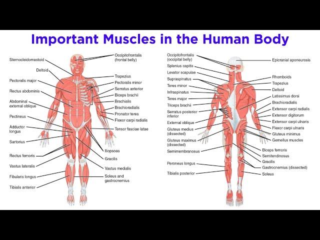 The Muscular System