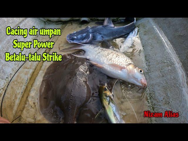 CACING AIR UMPAN SUPER POWER BETALU-TALU STRIKE