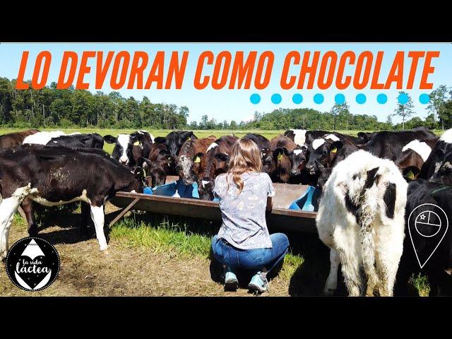 El SUPERALIMENTO que VACAS y terneros DEVORAN como chocolate