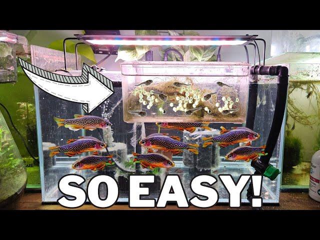 Breed 1,000s of Celestial Pearl Danios with this DIY Egg Trap