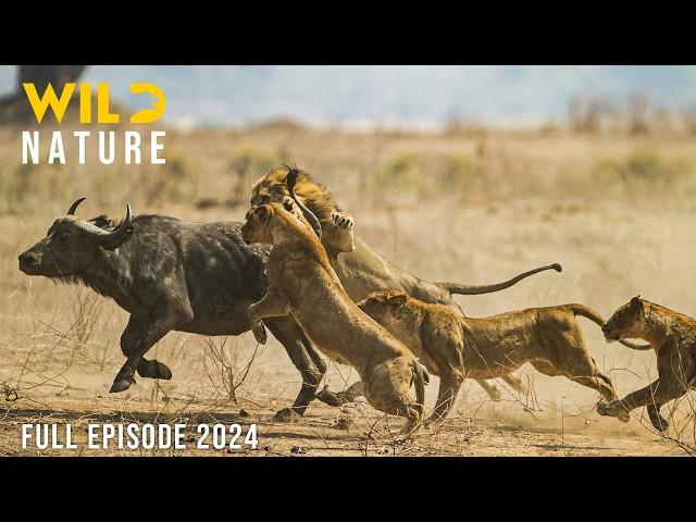 WILD SAVANNAH | Stories of Africa’s Fiercest Predators | Animal documentary