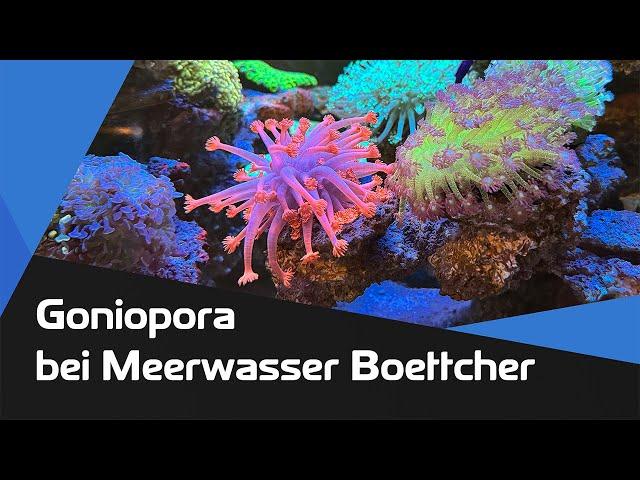 Goniopora in der Vorstellung bei Meerwasser Boettcher