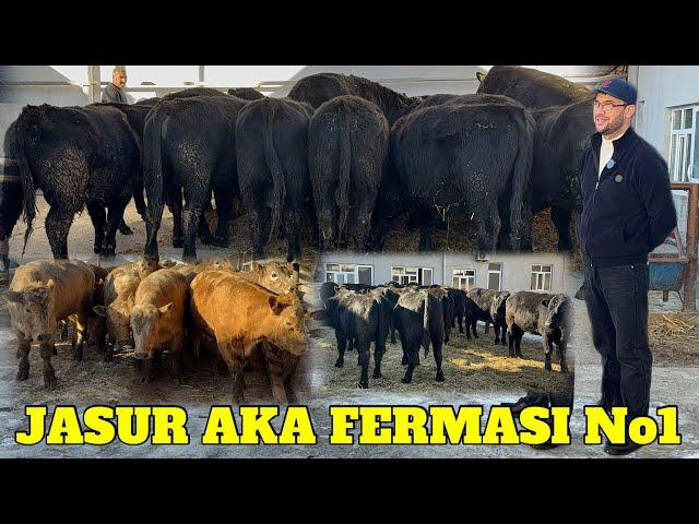 JASUR AKA ABERDIN ANGUS 200 TA ️973161111 ️999949534 AVLIKOL SIMENTAL MIKKI MOUSE BUQALAR KOTTA P