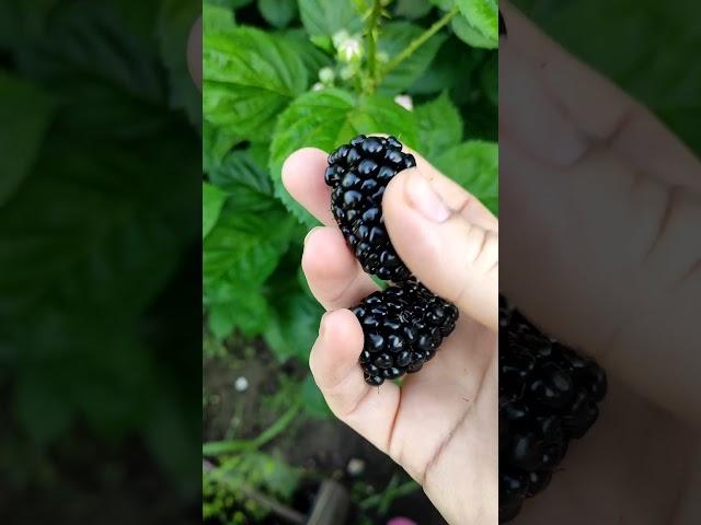 Ежевика Киова. Самая колючая!