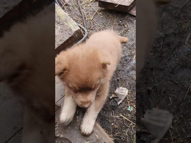 Жизнь в деревне. Зайкина банда первый день на улице.