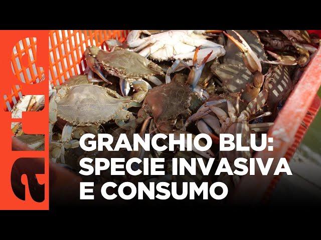 Granchio blu: la bestia (nera) dei pescatori italiani | ARTE.tv Documentari