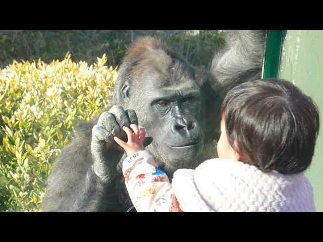 Gorilla girl welcoming her best friend boy｜The Shabani Group Annie