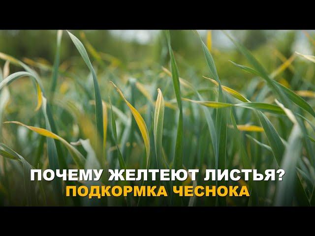 ЧЕСНОКУ НЕОБХОДИМА ПОМОЩЬ. Вторая подкормка чеснока.