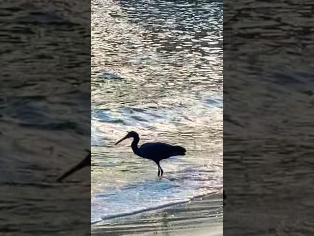 Jog #bird #nature#vitaminsea#amazingthailand#bestshorts#funnyanimals#birding#namse_travel#beach#wave