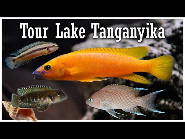 Lake Tanganyika Cichlids: Eccentric Fish for Your Aquarium