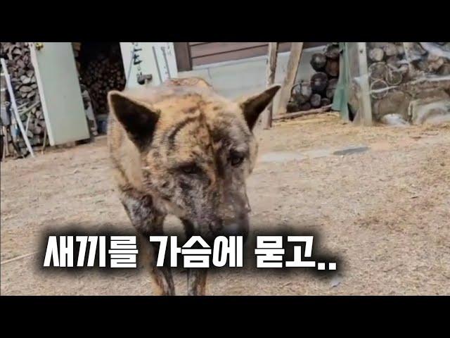 새끼를 가슴에 묻은 어미개의 특별한 이야기