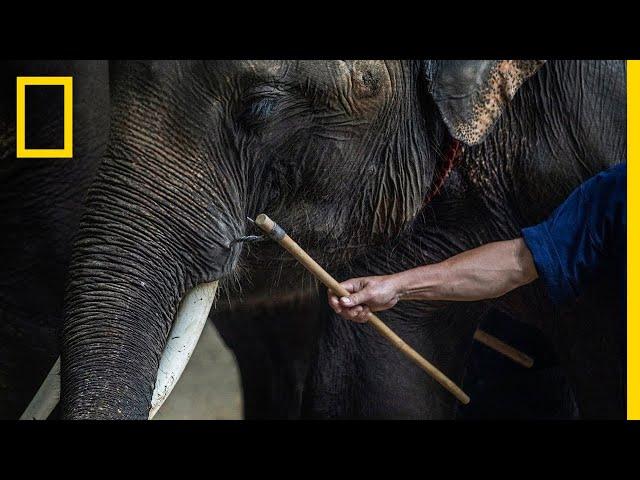 Inside the Dark World of Captive Wildlife Tourism | National Geographic