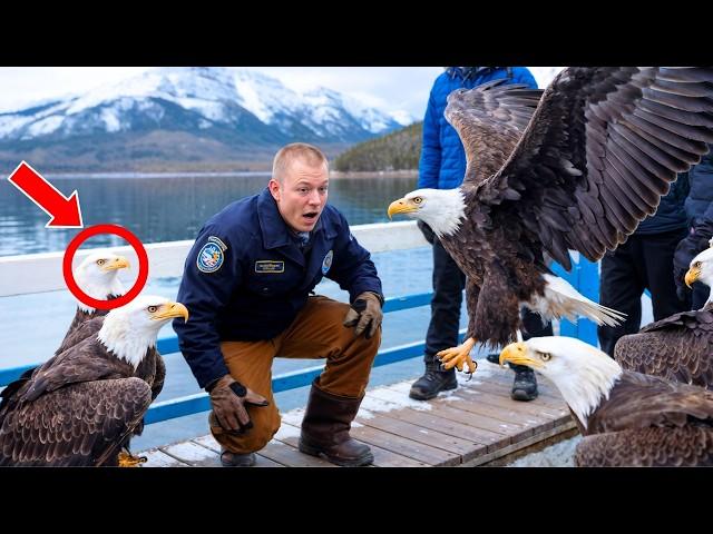 EAGLES FOLLOWED THIS MAN EVERYWHERE—THE SHOCKING REASON LEFT EVERYONE STUNNED!