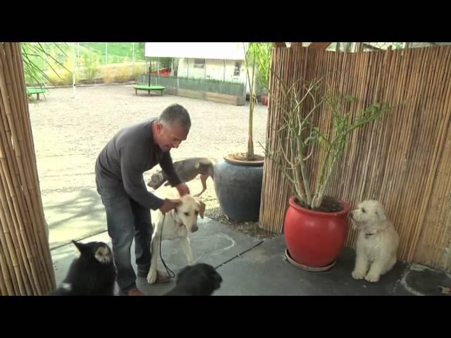 Cesar Millan Explains: Aggression During Feeding