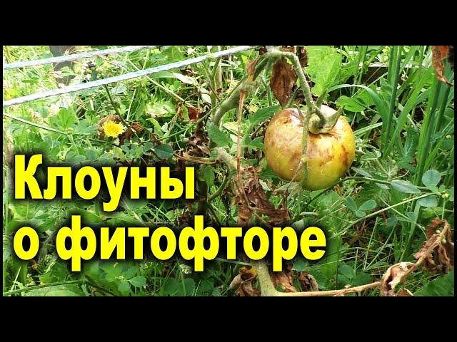 Ложь про фитофтору, будьте осторожны! Эти советы "умников" не помогут!