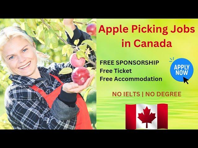 Apple Picking Jobs in Canada | Fruit Picking Jobs | Canadian Work Visa