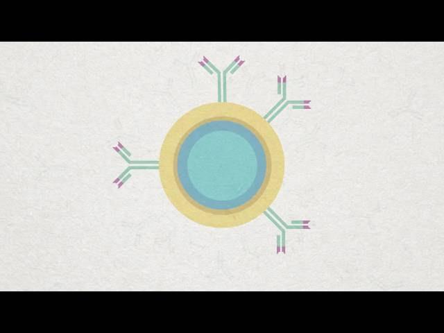 B-cell, Plasma and Memory cell Animation