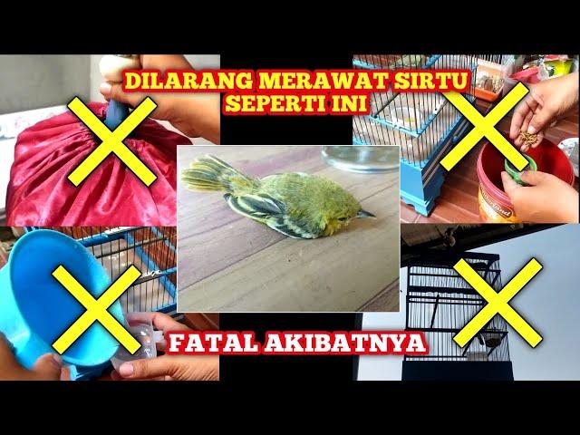 4 HAL YANG TIDAK BOLEH DILAKUKAN SAAT PELIHARA SIRTU‼️sangat fatal akibatnya