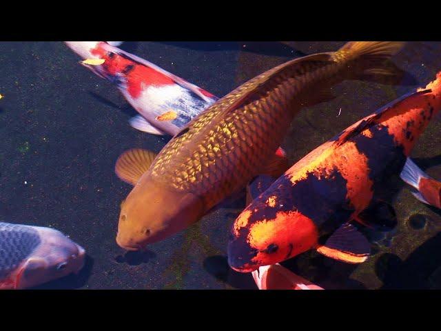 Koi Pond 2 Hours Zen Garden Relaxation, Mindfulness, Total chill, Meditation