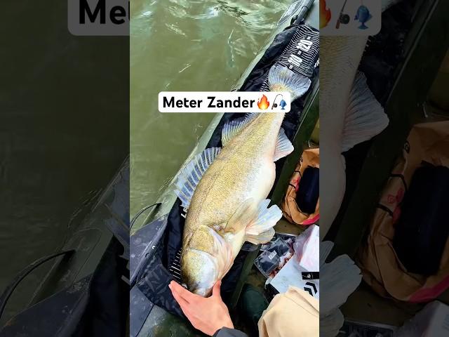 Kapitaler Meter+ Zander! 