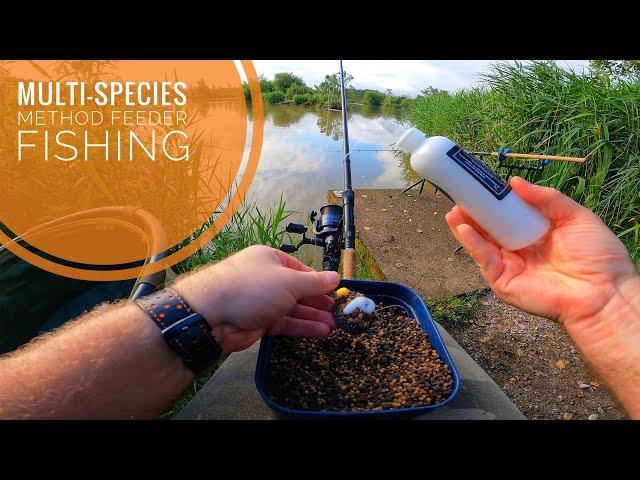 Multi-Species Method Feeder Fishing !