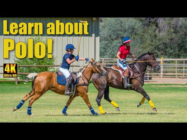 Polo Referee Explains Polo Match for Beginners