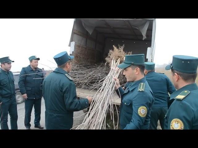 Boyovut tumani: "Yashil makon” umummilliy loyihasida  ko‘chat ekish ishlari jadal olib borilmoqda