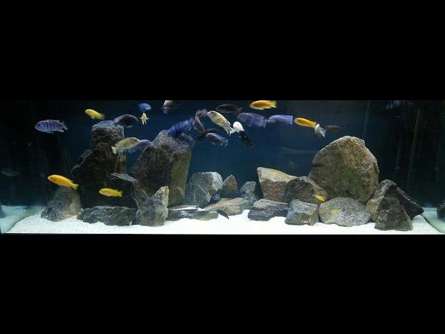 How to Hardscape an African Cichlid Tank