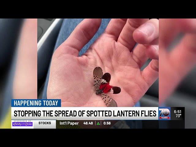 Spotted lantern flies invade New York