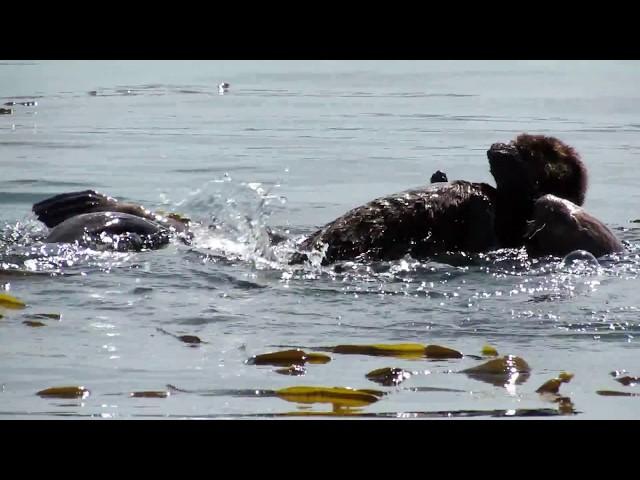 Baby Sea Otter and Mother Playing in Morro Bay