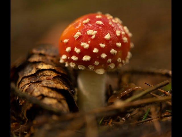 Живописный грибной мир (Scenic mushroom world)