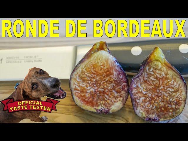 Ronde de Bordeaux Fig - A VERY EARLY FIG With Intense Berry Flavor